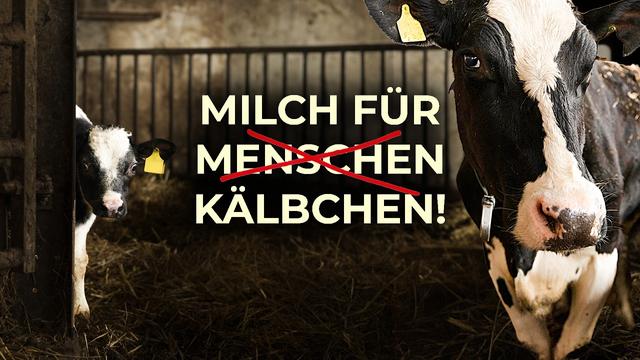 Milch oder Mitgefühl? Warum dieser Bauer radikal umdenkt