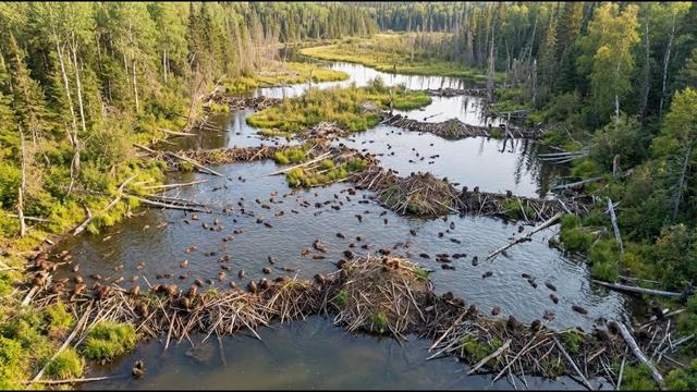 Scotland Released Just 11 Beavers Into a Dying River… 15 Years Later, the Results Defied Logic