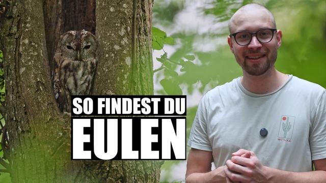 5 einfache Tipps, um Eulen zu finden