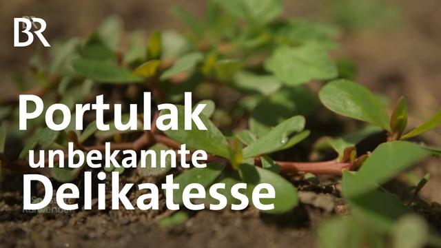 Portulak: Alles andere als Unkraut | Rezepte | Zwischen Spessart und Karwendel | BR