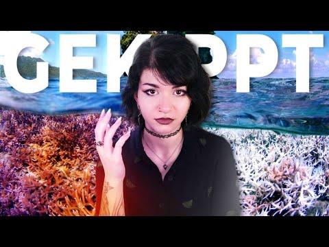 Der erste KIPPPUNKT ist überschritten | Korallenriffe am ENDE