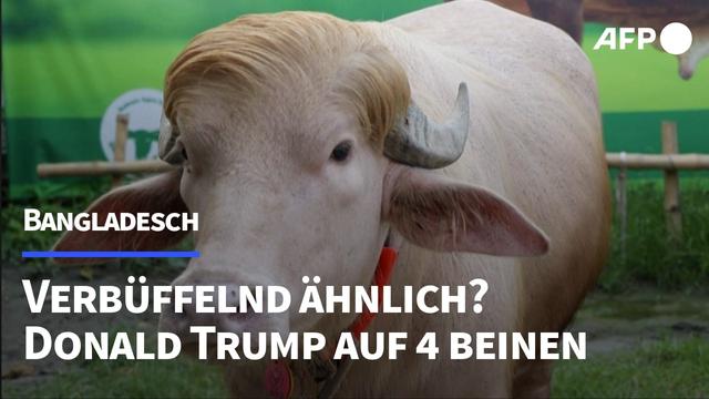 Dieser "Donald Trump" ist ein Büffel | AFP