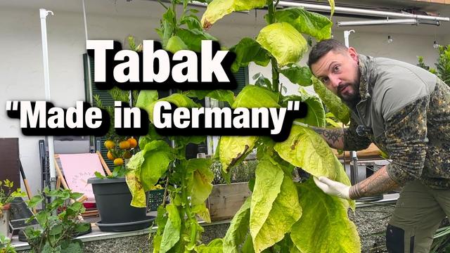 Zahl keine Steuern mehr, Tabak fermentieren, Spar dir bis zu 1500 Euro,