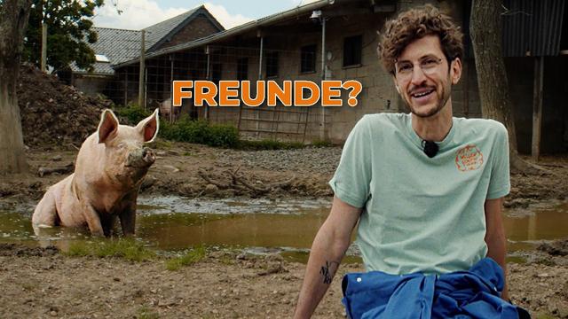 Können Schweine Freunde haben? Ein Tag Lebenshof