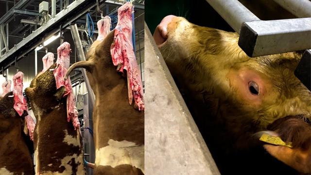 Inside Schlachthof: Hier werden täglich 700 Rinder geschlachtet
