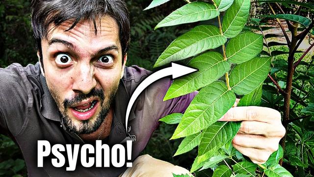 Der größte Psycho unter den Bäumen wächst vor deiner Tür!