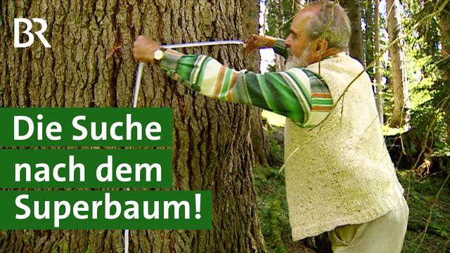 Sind Buche, Zeder oder Paulownia Bäume der Zukunft im Wald? | Klimawandel | Unser Land | BR