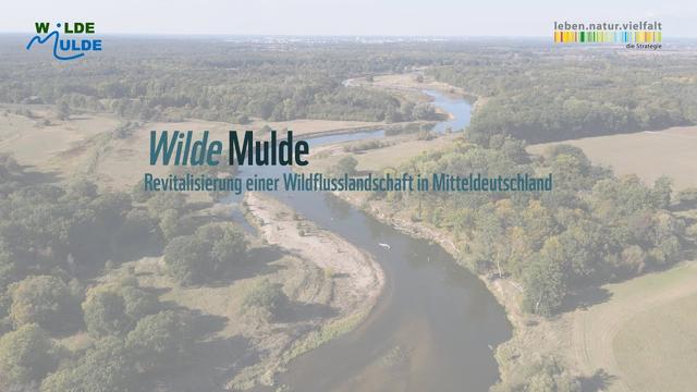 Wilde Mulde - Revitalisierung einer Wildflusslandschaft in Mitteldeutschland