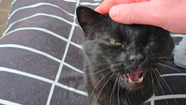 I surprised my senior cat, who thought I was still at work