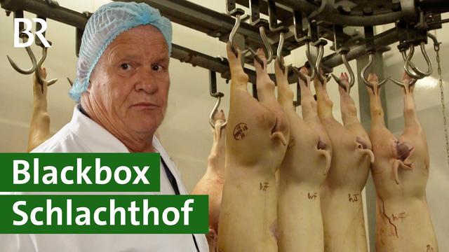 Zwischen Tierschutz-Skandal und Wirtschaftlichkeit: Schlachthof unter Druck | Unser Land | BR