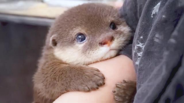 The Cutest and Funniest Baby Animals Video of 2026 You've Ever Seen! 🐾🥹💖