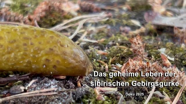 Das geheime Leben der sibirischen Gebirgsgurke #gebirgsgurke #sibirien #gebirgbrezel #tierfilm
