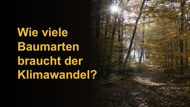 Wie viele Baumarten braucht der Klimawandel?