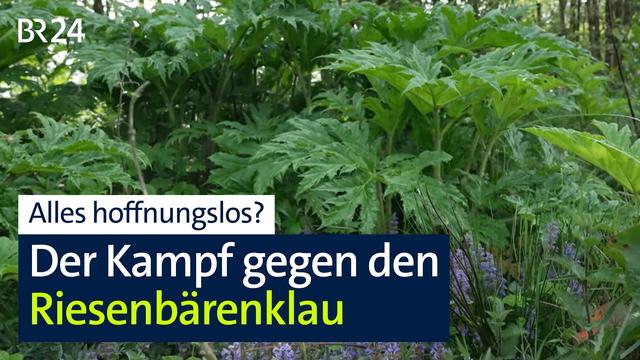 Es scheint hoffnungslos im Kampf gegen den Riesenbärenklau | Abendschau | BR24