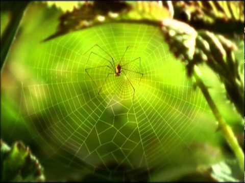 Minuscule S01E01  The Ladybug