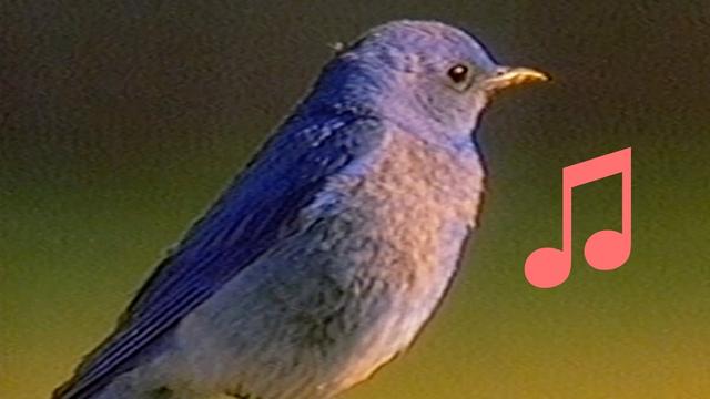 berb