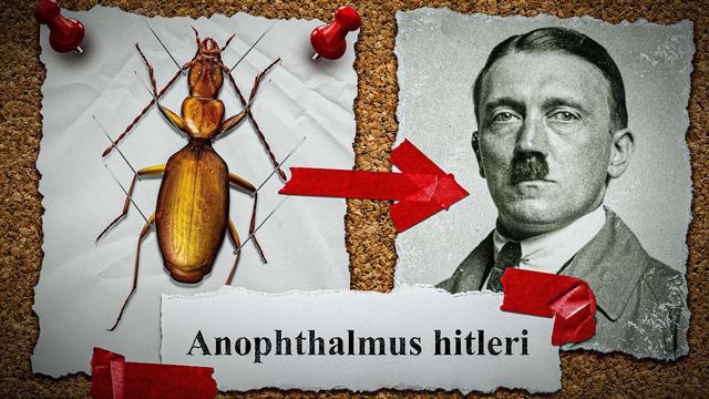 Insekten, die es WIRKLICH gibt?!