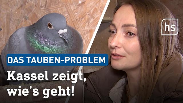 Das ist die Lösung für das Tauben-Problem in Städten?