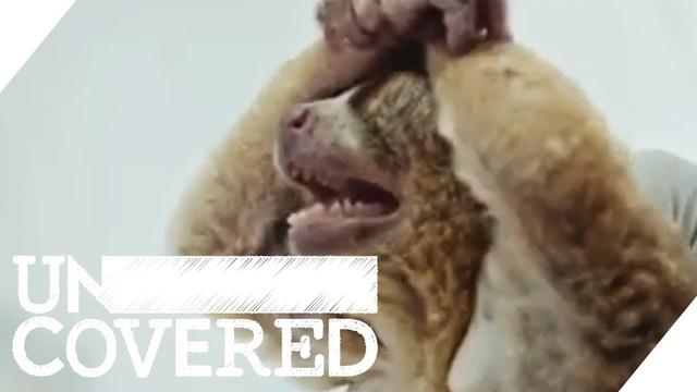 Das lukrative Geschäft mit exotischen Tieren | Uncovered mit Thilo Mischke | ProSieben