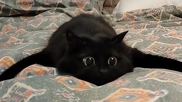 Funniest CATS of the Year