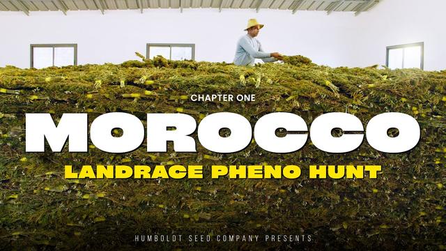 MOROCCO Landrace Pheno Hunt | Chapter One
