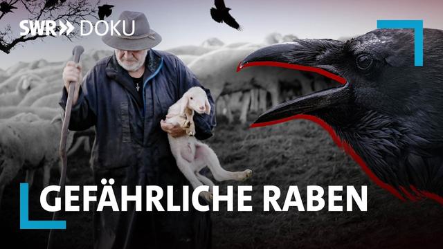 Gefährliche Raben - schützen oder abschießen?