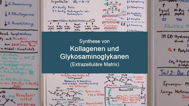 KOLLAGEN - und GLYKOSAMINOGLYKANSYNTHESE (Wie entsteht die Extrazelluläre Matrix?) - Biochemie Now