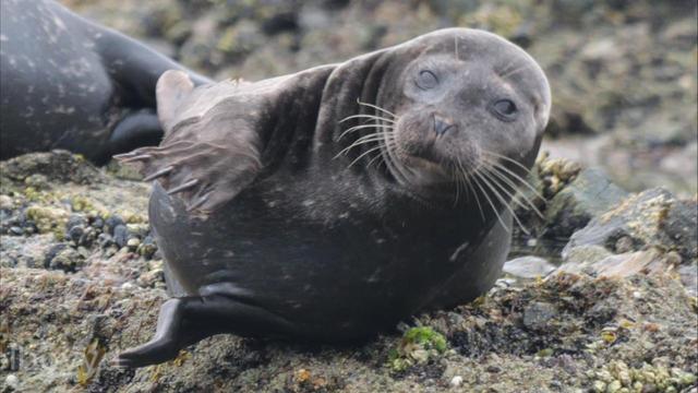 Cute Seals Being Silly