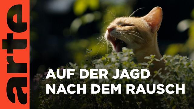 Tierisch high | ARTE Family
