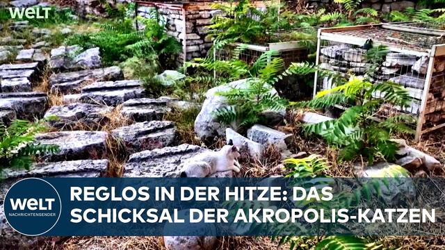 GRIECHENLAND: Vierzig Grad in Athen – Tierschützer versorgen Streuner-Katzen an der Akropolis