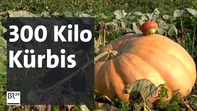Wohin mit dem Riesen-Kürbis? | Abendschau | BR24