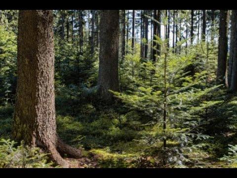 #5 Forst  im Fokus: Der Dauerwald – eine Alternative in herausfordernden Zeiten?