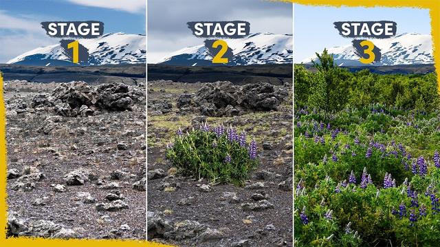 We're reclaiming Iceland's Deserts - here's how