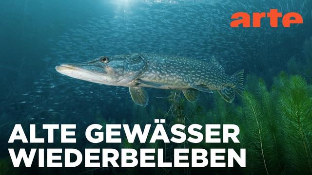 Wie wir gut mit Gewässern umgehen | Gute Nachrichten vom Planeten | ARTE Fernweh