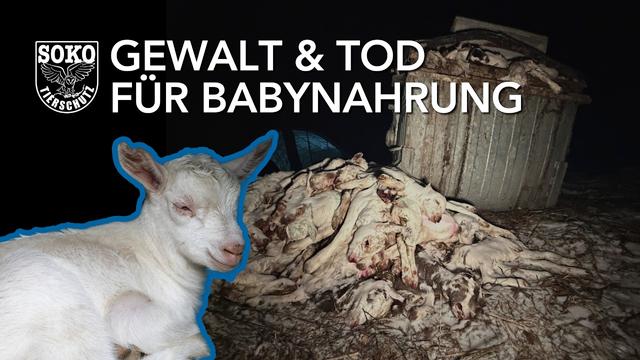 Gewalt & Tod für Babynahrung // SOKO Tierschutz e.V.