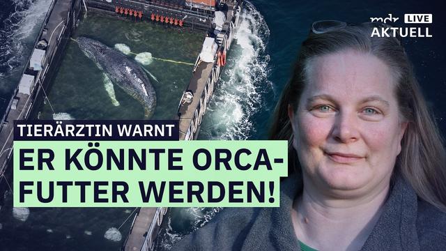 "Rettungsaktion" für Wal "Timmy" bleibt umstritten | MDR AKTUELL live