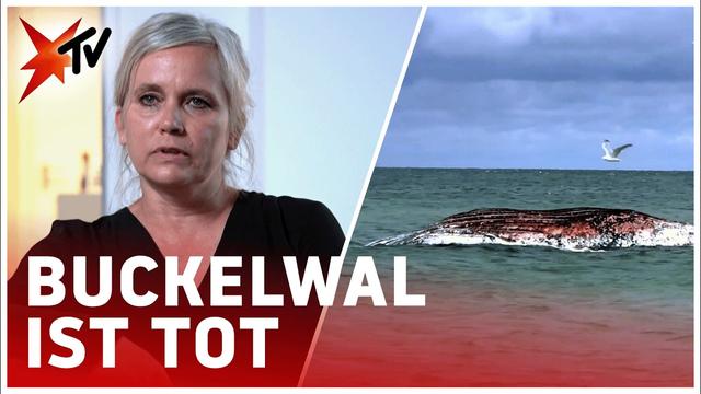 Der Buckelwal ist tot – War die Rettung ein fataler Fehler? | stern TV