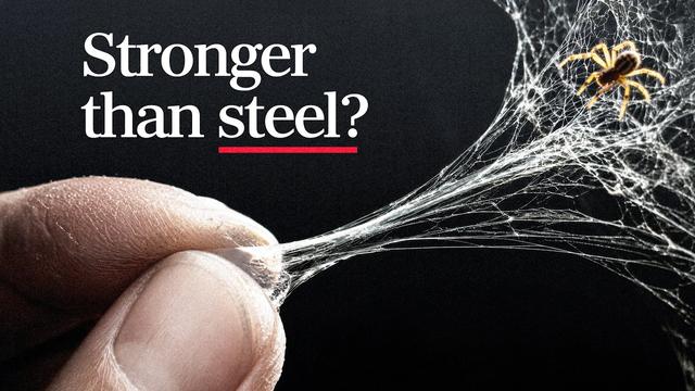 Can you actually swing from spider silk?