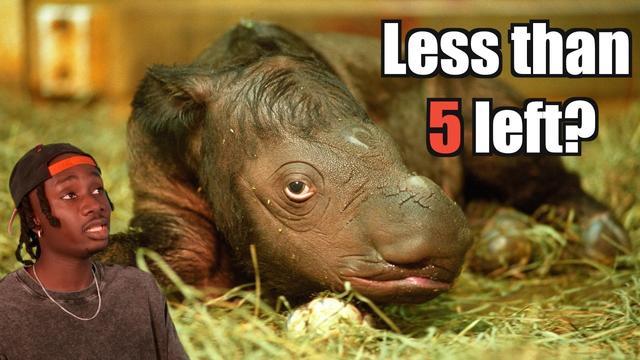 They Lied About Rhinos and You Believed Them