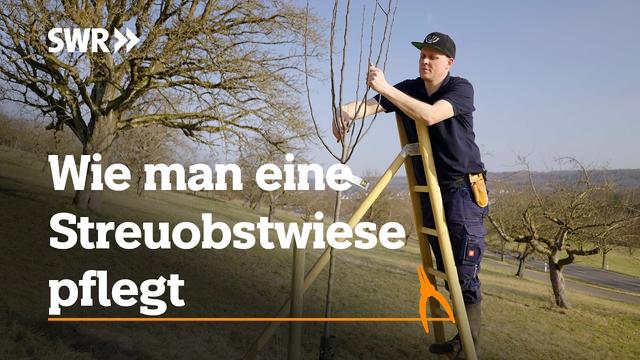 Wie man eine Streuobstwiese pflegt | SWR Handwerkskunst