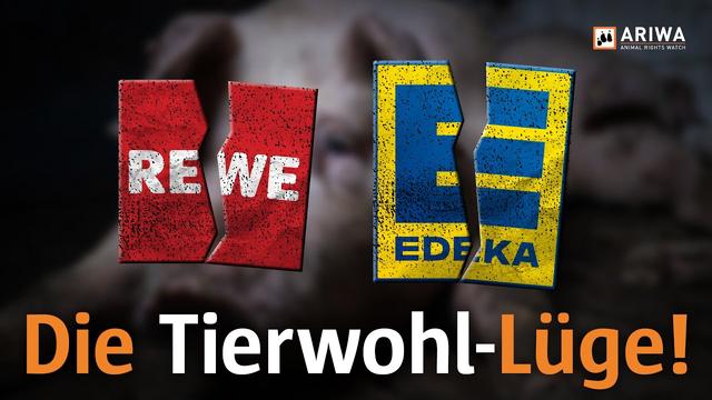 Tierwohl-Lüge: Was dir REWE und EDEKA nicht zeigen