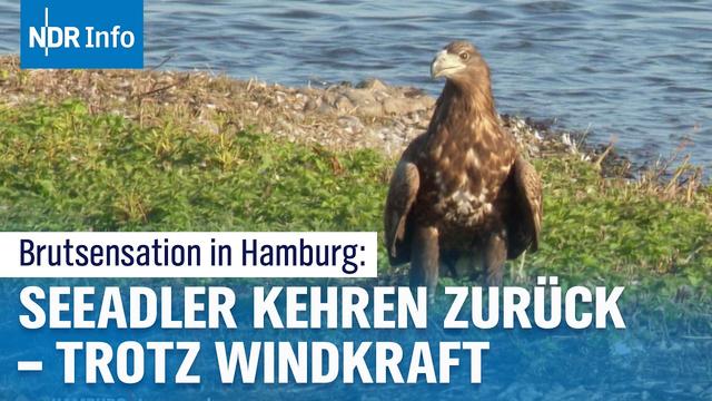 Seeadler in Bergedorf: Brutsensation trifft Windpark‑Risiko | NDR Info